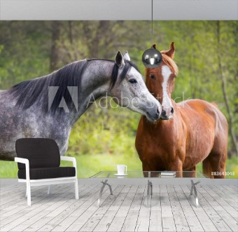 Picture of Beautiful red and grey colour arabian horse couple in love